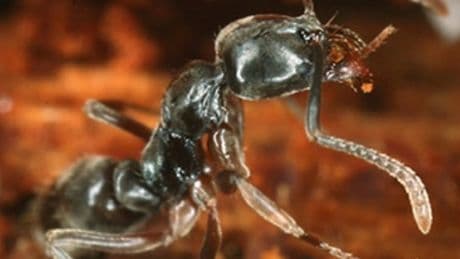 An invasive venomous ant is spreading in the US — here’s where people should watch out because a sting can be fatal