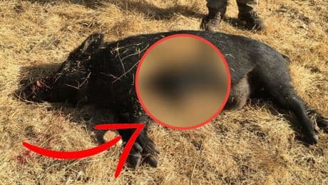 Avladığı hayvanın eti mavi çıktı, uzmanlar acil uyardı: "O eti sakın yemeyin!"