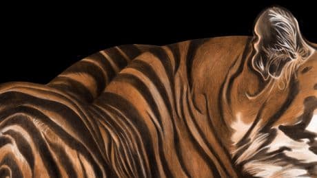 How the Tiger Really Got His Stripes