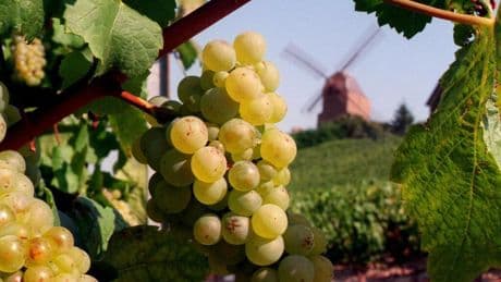 France: ouverture du procès des «vendanges de la honte» pour traite d'êtres humains
