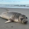 Baby seal stabbed on Oregon coast prompts search for suspect
