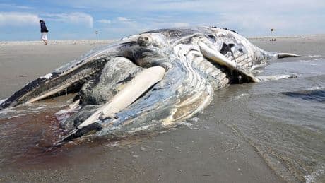 Sankt Peter-Ording : Toter Buckelwal am Strand von deutscher Küste geborgen