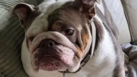 When should dog owners seek vet help for overheating as bulldog dies after 27C walk