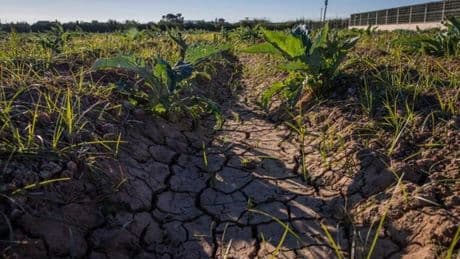 Muere un temporero mientras trabajaba en una finca de Lleida durante la ola de calor
