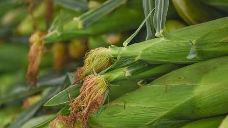 What a White House Report Says (and Doesn’t Say) About Pesticides and Health