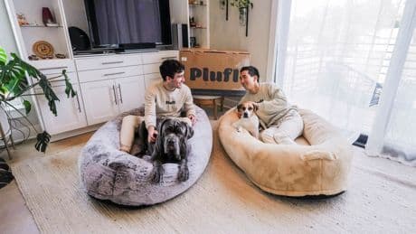 A human dog bed was a surprise start-up hit – now Trump’s tariffs threaten their business