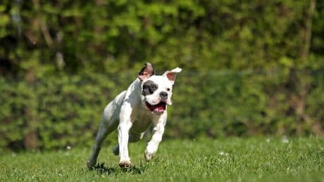 Der Hund war über Zaun gesprungen - Bulldogge attackiert Frau (85) im Schrebergarten