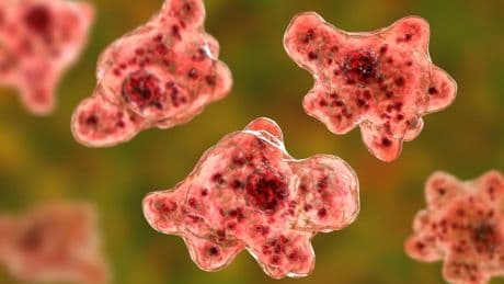 Rare ‘brain-eating amoeba’ detected in drinking water supplies in Australia