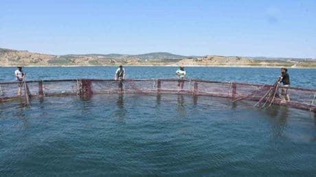 Deniz yok ama 225 ton balık üretiliyor! Çocukluk oyun alanı ekmek kapısına dönüştü! Yozgat’tan Rusya ve Japonya’ya...