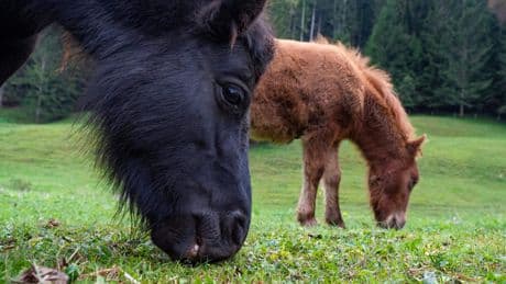 Man die acht keer seks had met Shetlandpony hoeft cel niet meer in, wel voorwaardelijke straf