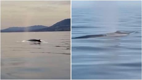 La segunda ballena más grande del mundo, avistada en Málaga: "Pasan por el Estrecho y se acercan a la costa para comer”