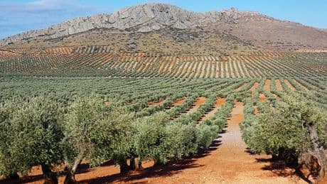 Algo raro pasa con el precio del aceite de oliva y los agricultores acaban de denunciarlo: hay hasta 2.800 millones en juego