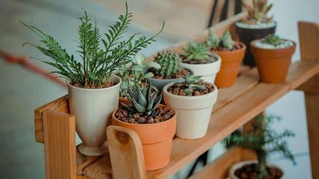 Tener muchas plantas en casa dice mucho sobre ti: esto es lo que revela la psicología