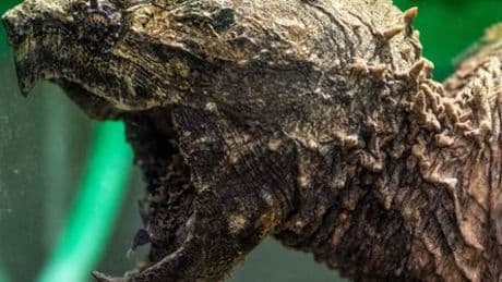 Zwölf Kilogramm schwere gefährliche Schildkröte bei Kanalarbeiten entdeckt