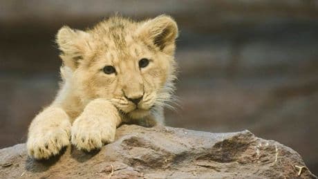 Tiergarten Nürnberg: Löwenbaby vermutlich von Mutter gefressen