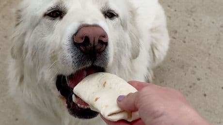 Max hat einen Super-Riecher - Hund läuft meilenweit für einen Burrito