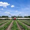 Landwirtschaft: Gurken-Ernte im Spreewald beginnt