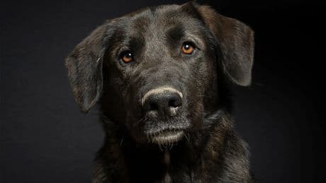 Puppie, Tron o Raúl, mestizos olvidados en las protectoras de España