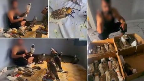 Sosyal medyada gündem olmuşlardı: Kuş çetesine Silivri'de baskın!