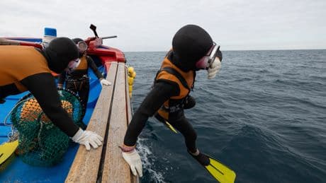 The all-female free divers of Jeju island have a 'superpower' in their genes