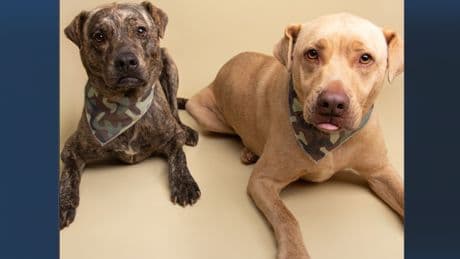 Shelter fights to keep dog brothers together after NYPD cop owner dies from cancer