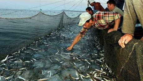 Mediterraneo, triplicati i giorni di caldo record: nelle reti il 40% in meno di pesce, boom di specie aliene