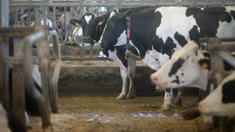 Detectados focos de dos serotipos de lengua azul detectados por primera vez en vacas en Galicia