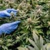 Cannabis: Bislang 16 genehmigte Cannabis-Clubs in Brandenburg