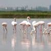Italiaanse rijstboeren patrouilleren dag en nacht vanwege overlast flamingo’s