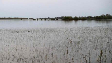 Doñana resucita esta primavera tras 13 años de sequía