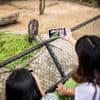Dwergnijlpaard trekt op verjaardag duizenden mensen naar Thaise dierentuin