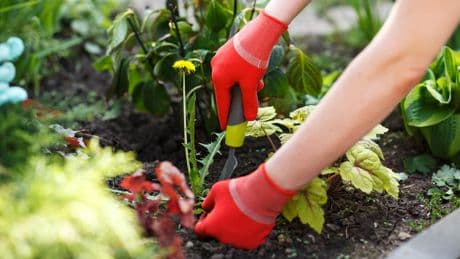 Unkrautstecher im Vergleich: Praktische Helfer für den Garten