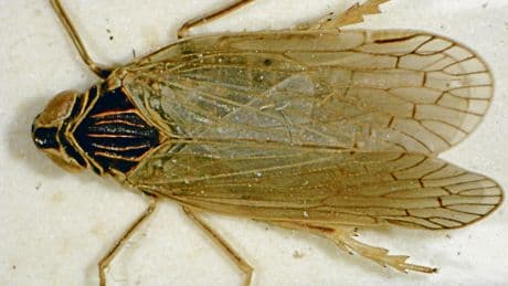 Landwirtschaft | Schilf-Glasflügelzikade sorgt für große Schäden auf Äckern