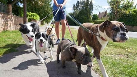 La verdad tras pasear seis, ocho e incluso diez perros: &quot;Están gestionando el paseo, no disfrutándolo&quot;