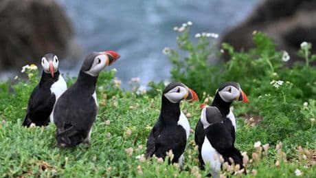 The little-known island off the coast of Ireland that’s filled with puffins and wildflowers
