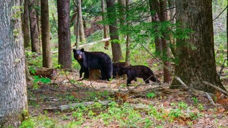Mystery animal that mauled and ate multiple dogs' vital organs identified