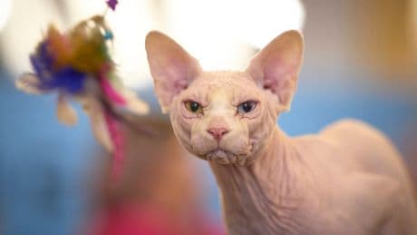 PHOTO COLLECTION: Romania Cat Show