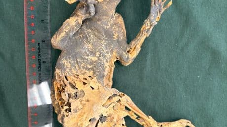 Mummified creature with human-like hands found next to severed head is linked to legend of blood-sucking beast