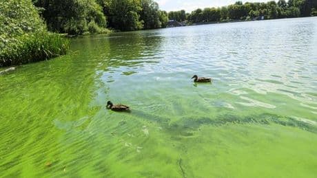 Blaualgen-Gefahr in Berliner Seen – Behörde rät zu Vorsicht