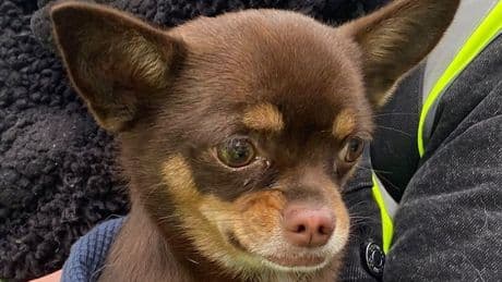Chihuahua found alive inside burnt out Scots flat two weeks after fire