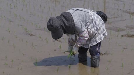 Japan's agriculture minister resigns over rice gaffe - why is the staple in short supply?