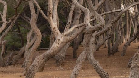 El bosque mágico de Torredembarra