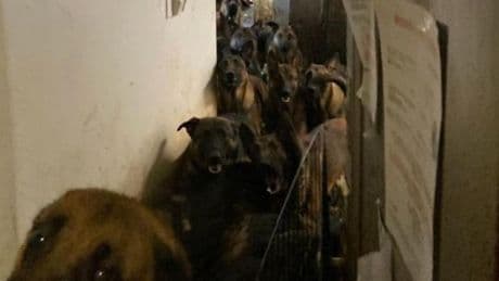 ABD’de tahliye edilen bir apartman dairesinde 48 köpek bulundu