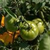 Zölle von 21 Prozent ab Juli: USA sagen Mexikos Tomaten den Kampf an