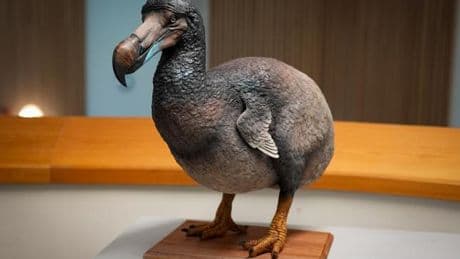 Non, le dodo n’était pas stupide et maladroit