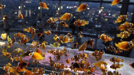 Los andaluces que investigan el uso de los peces para acabar con la malaria y el dengue