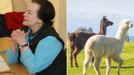 Alpaca, donkey and bear enthusiasts in court over £1.9m will of llama-loving pensioner