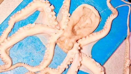 Les ressorts tentaculaires de notre « poulpophilie »