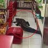 Crocodile sparks panic as it rampages through supermarket in Indonesia