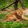 Leeuwin Lorena overleden op 15-jarige leeftijd: ZOO Planckendael zoekt nieuw vrouwtje